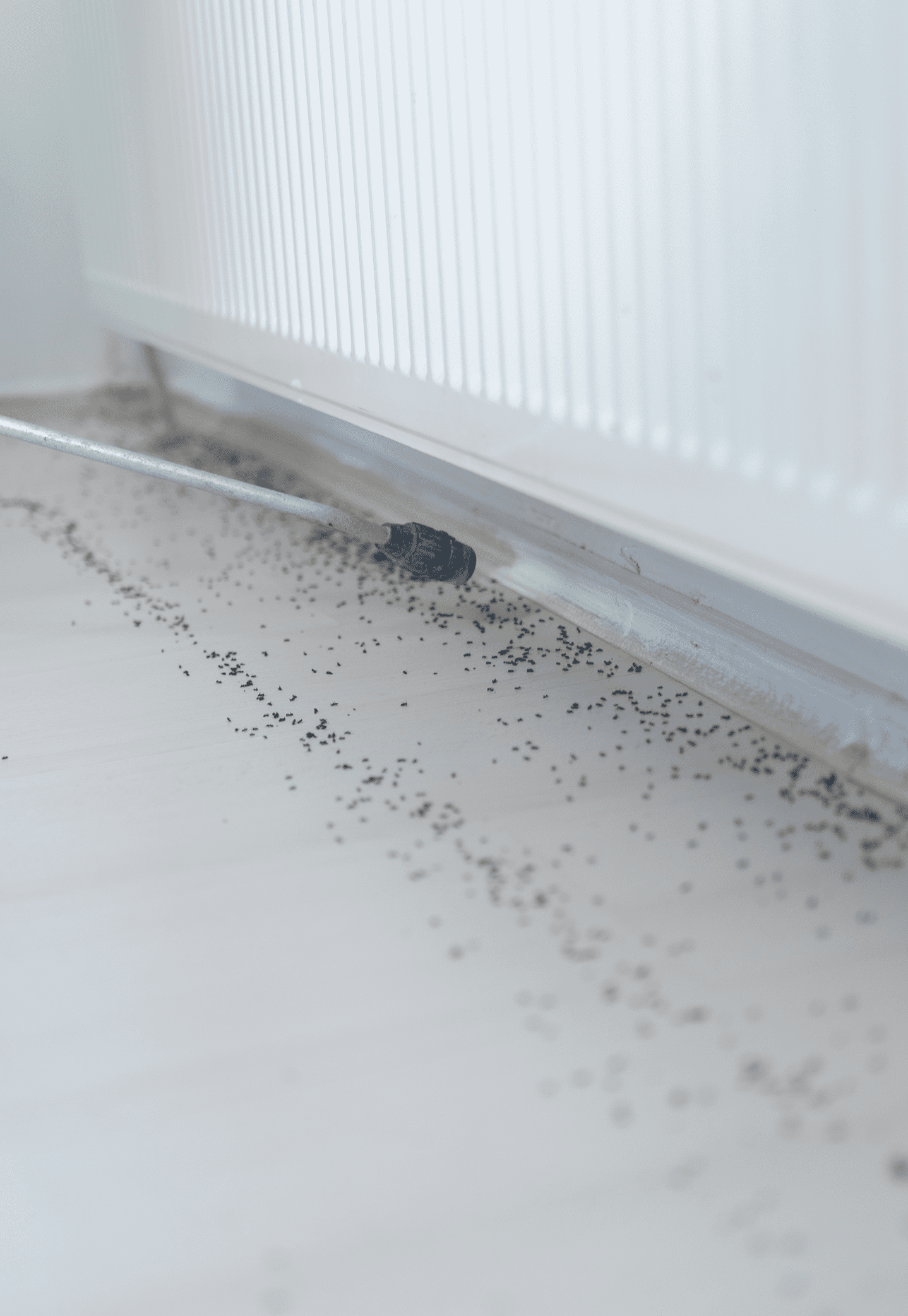 Ant trail along a white baseboard indoors.