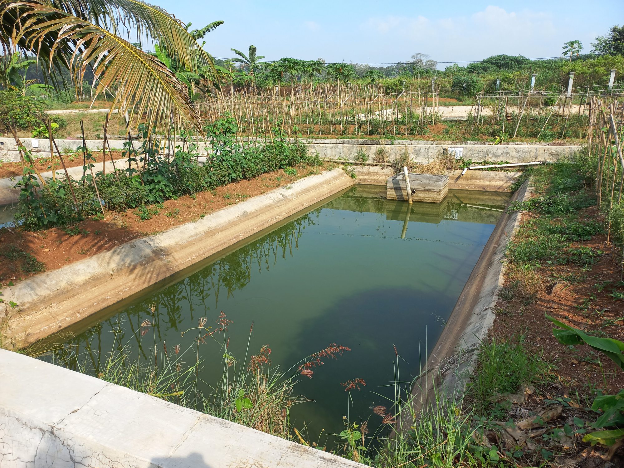 Small rectangular pond in garden area.