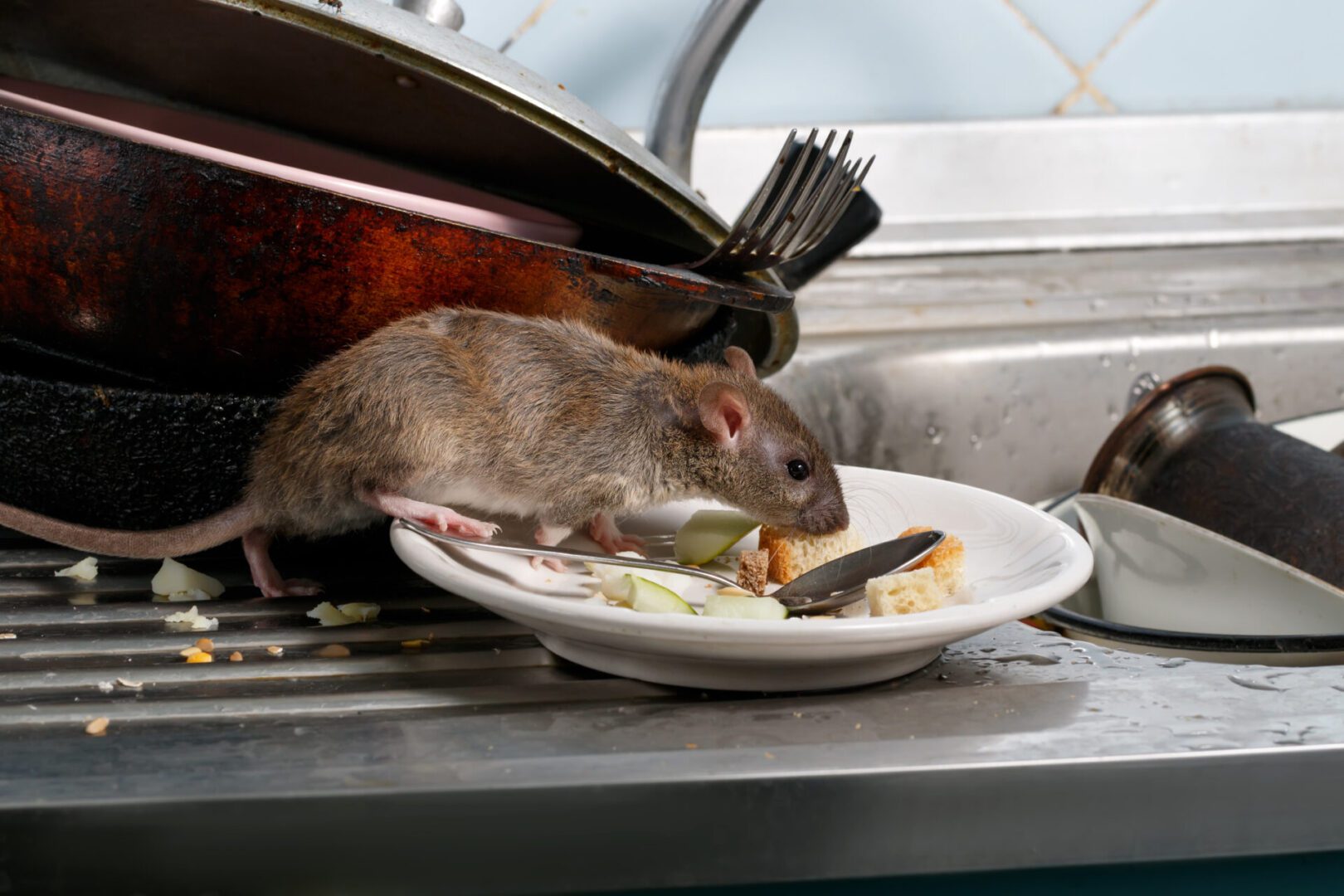 Rat eating food on a dirty plate.