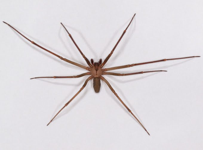 Brown spider with long legs on white background.